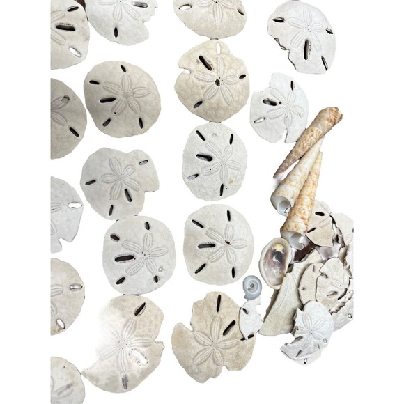 Sand Dollar Lot 45 Pieces Plus Beach Decor Sea Shells - Picture 6 of 13
